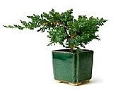 Bonsai